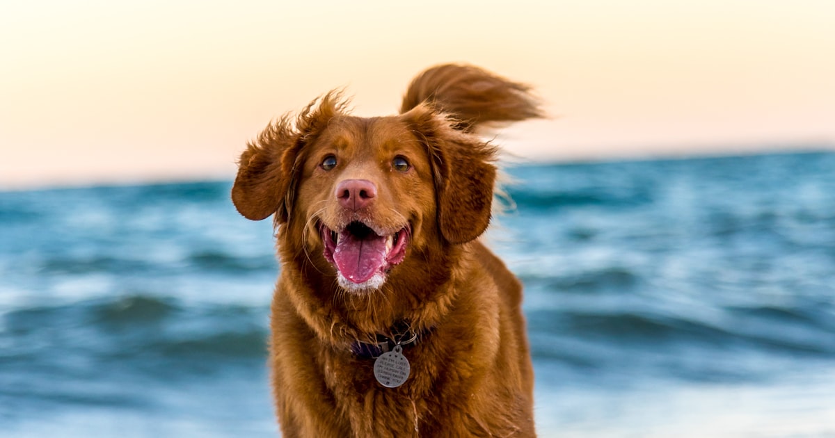 Alimentação Natural para Cachorro: Guia Completo