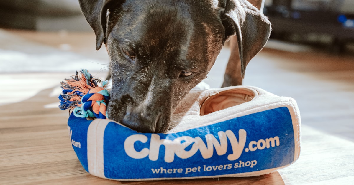 Carrapato em Cachorro: Como Tirar e Prevenir