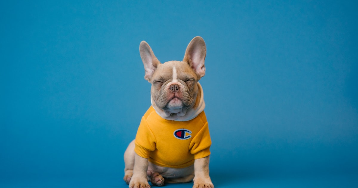 Petiscos Naturais para Cachorro: Receitas Caseiras